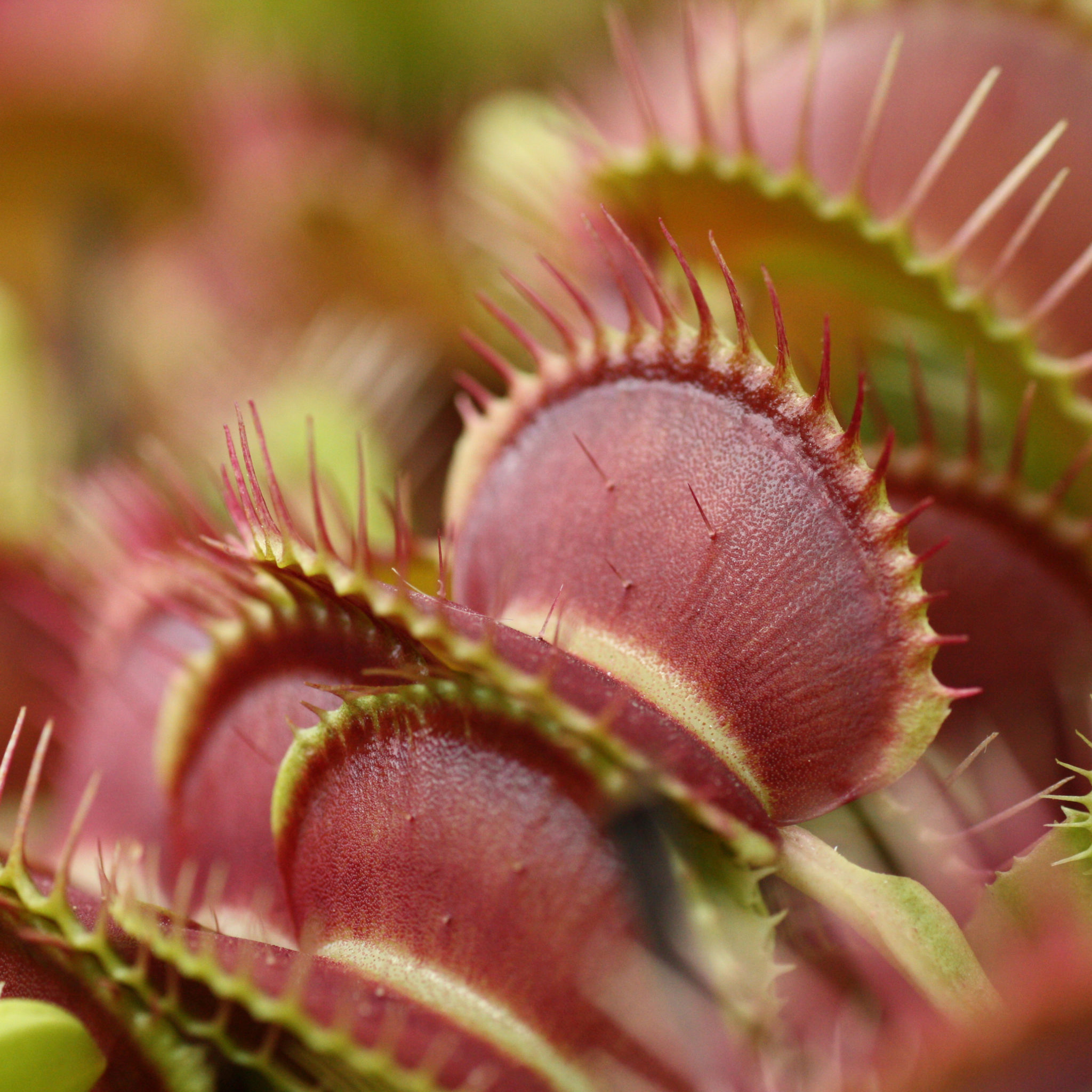 plante carnivore DrBeckmann
