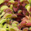 Boutique - Dionaea musicpula