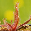 Boutique - Drosera adelae