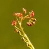 Boutique - Drosera adelae