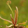 Boutique - Drosera adelae