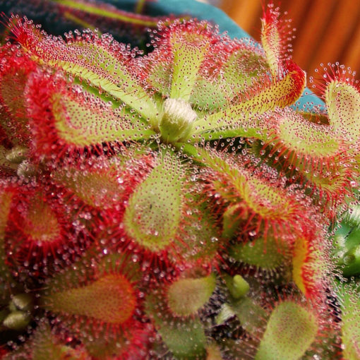 Boutique - Drosera aliciae