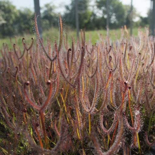 Boutique - Drosera binata