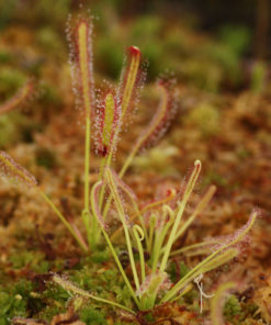 Boutique - Drosera capensis