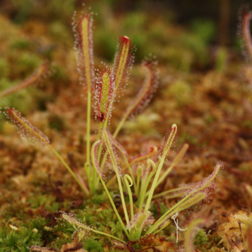 Boutique - Drosera capensis