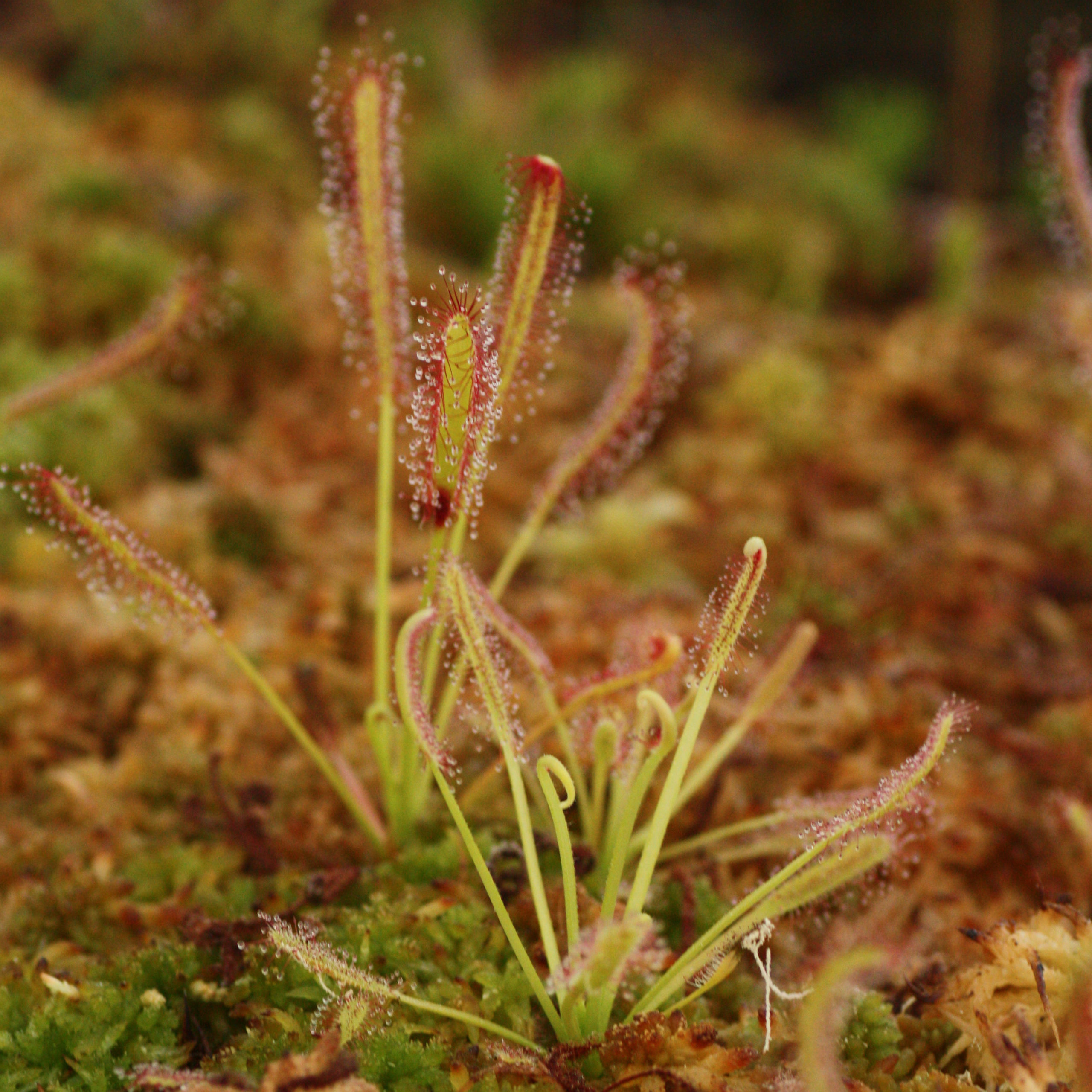 plante carnivore - Drosera capensis