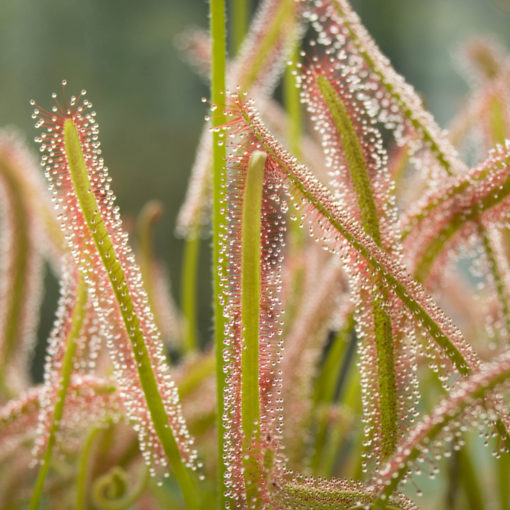 Boutique - Drosera capensis