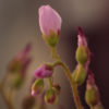 Boutique - Drosera capensis