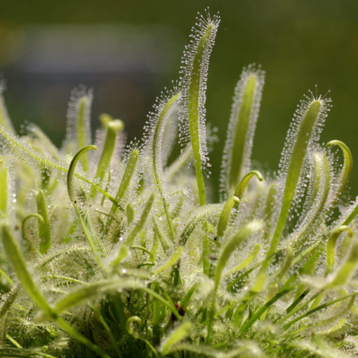 Boutique - Drosera capensis albino