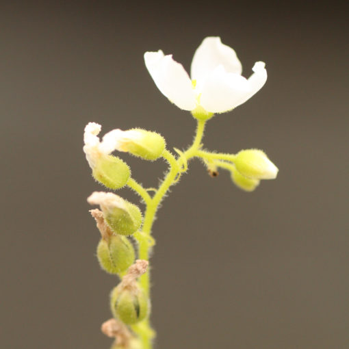 Boutique - Drosera capensis albino