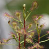 Boutique - Drosera madagascariensis -