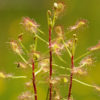 Boutique - Drosera madagascariensis -