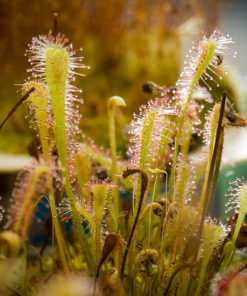 Boutique - Drosera nidiformis