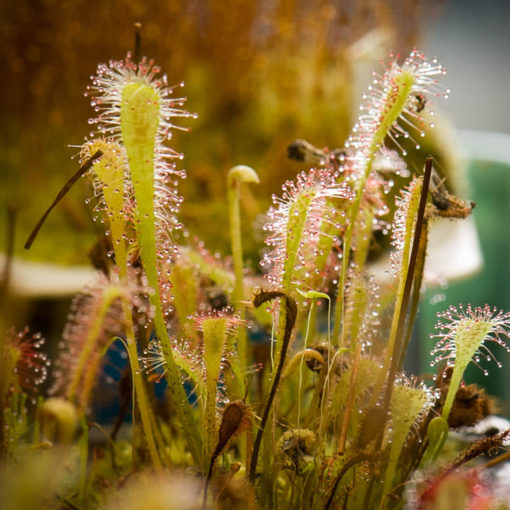 Boutique - Drosera nidiformis