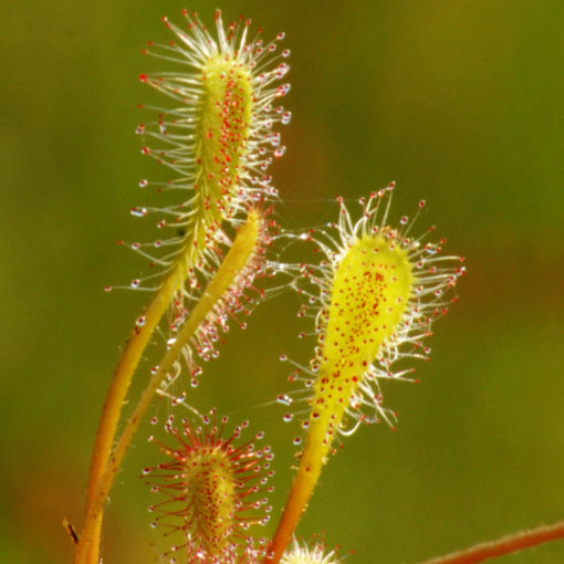 Boutique - Drosera nidiformis