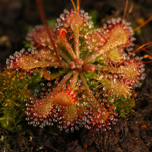 Boutique - Drosera spatulata