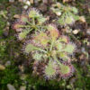 Boutique - Drosera spatulata