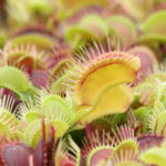 Dionaea musciupula