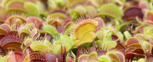 Dionaea musciupula
