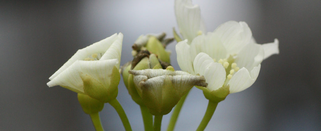 Fleur de dionaea