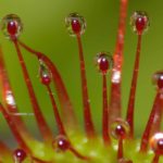 Drosera