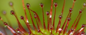 Drosera