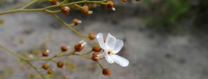 Fleurs de Drosera