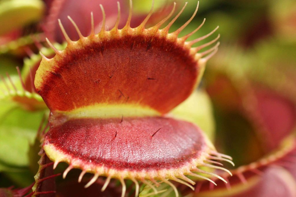 Plante Carnivore Dionaea Muscipula (Venus Flytrap) Racine Nue - Plante Insectivore Pour Décoration Et éducation
