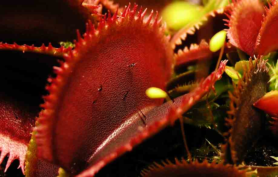 Dionaea Bohemian Garnet