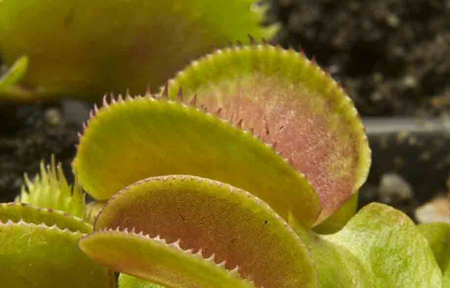 Dionaea Microdent