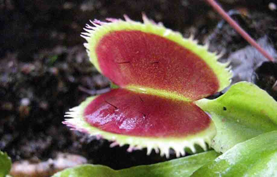 Dionaea Sawtooth