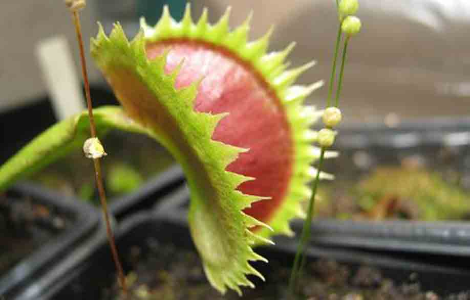 Dionaea Tiger fangs