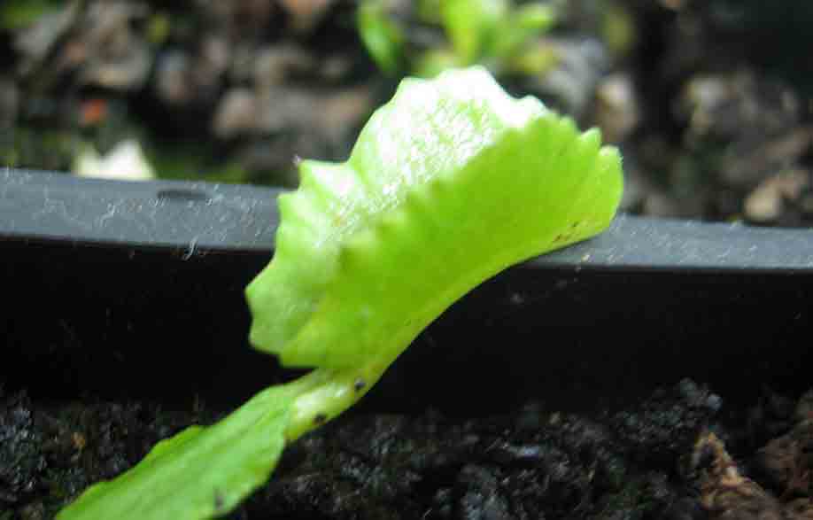 Dionaea Wacky traps