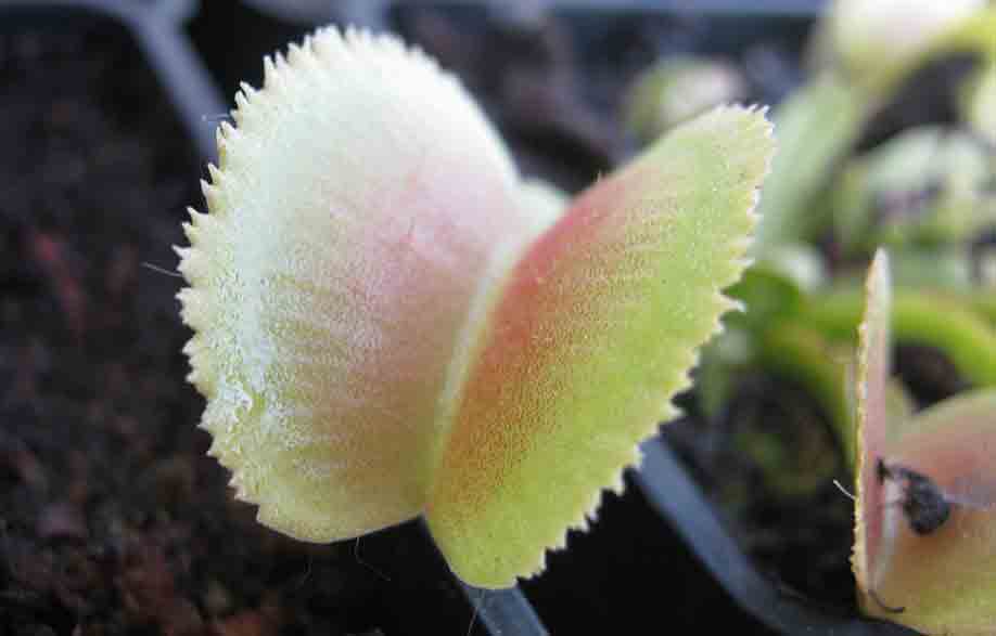 Dionaea Whale