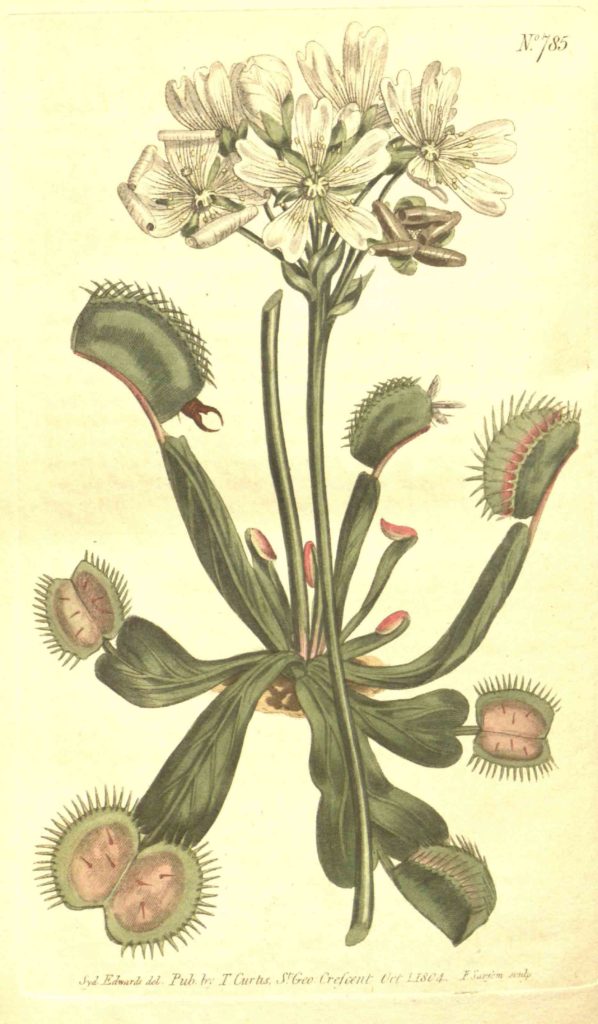 Schema Dionaea musciupula