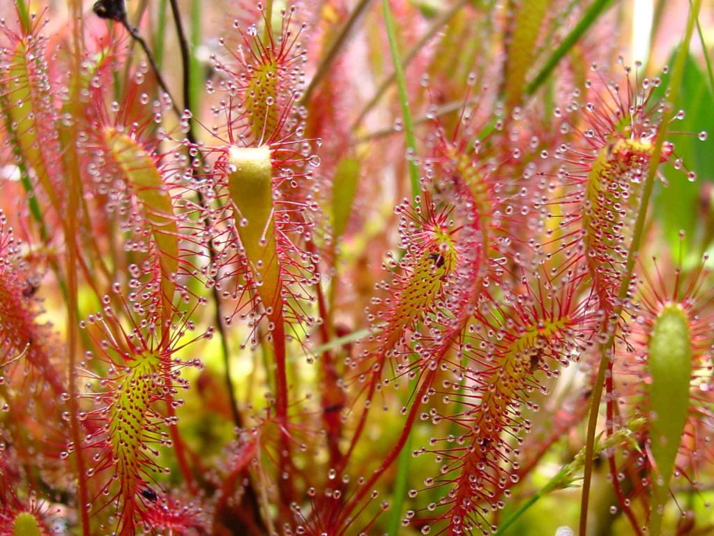 Drosera anglica