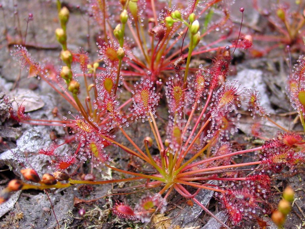 Drosera intermedia