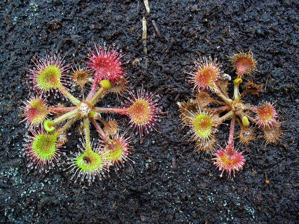 Drosera rotundifolia