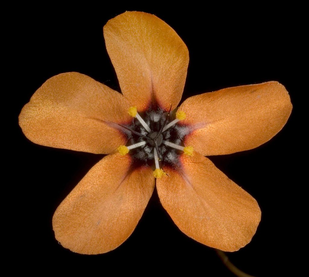 Fleurs de Drosera