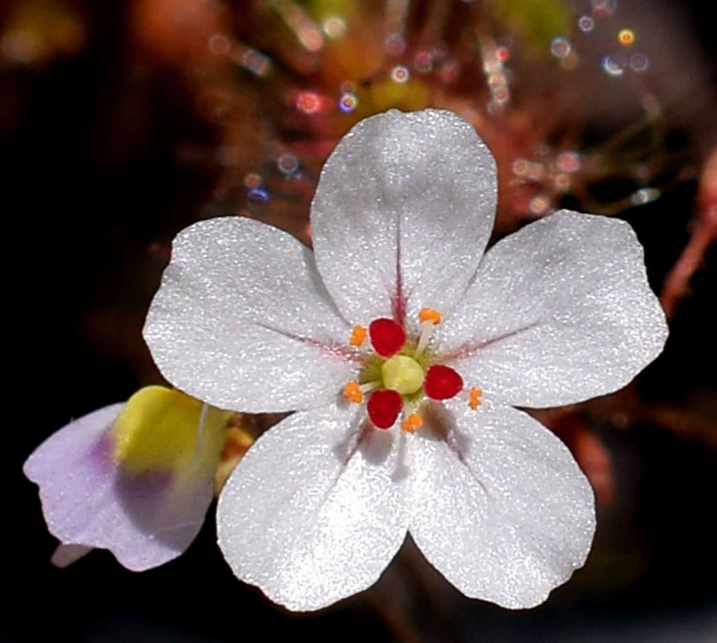 Fleurs de Drosera