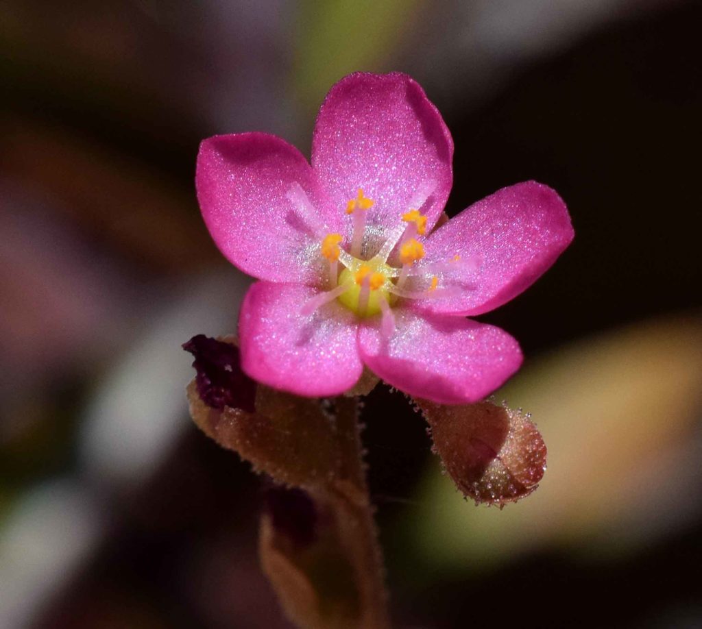 Fleurs de Drosera