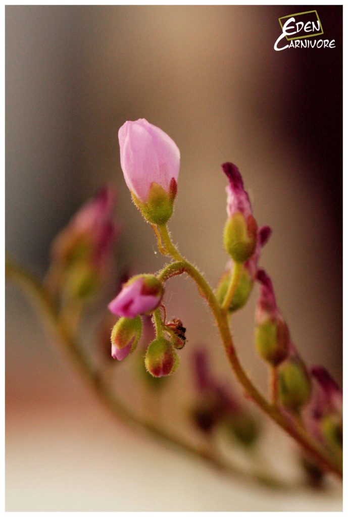 Fleurs de Drosera capensis