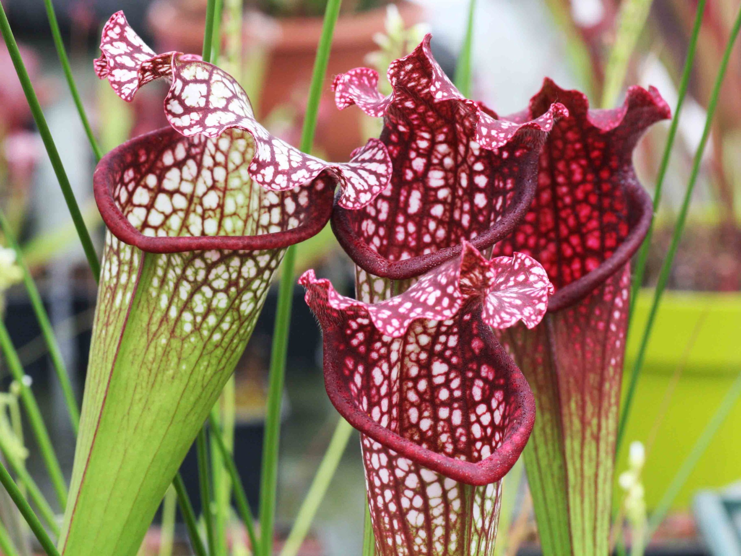 Plante Carnivore 7 Lettres