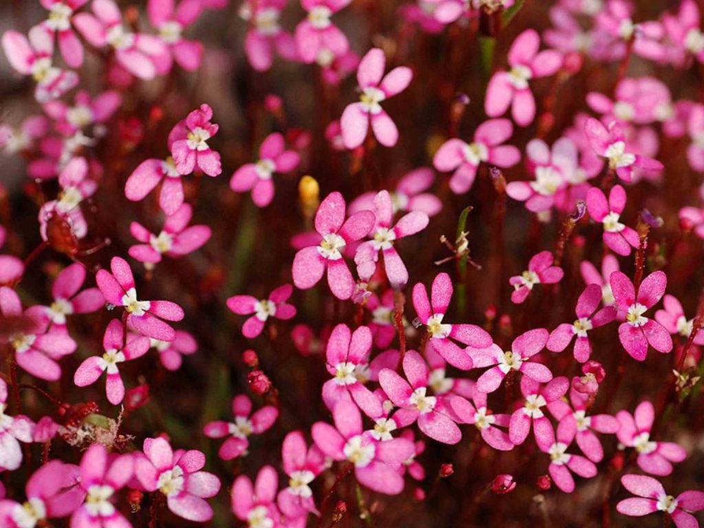 Stylidium