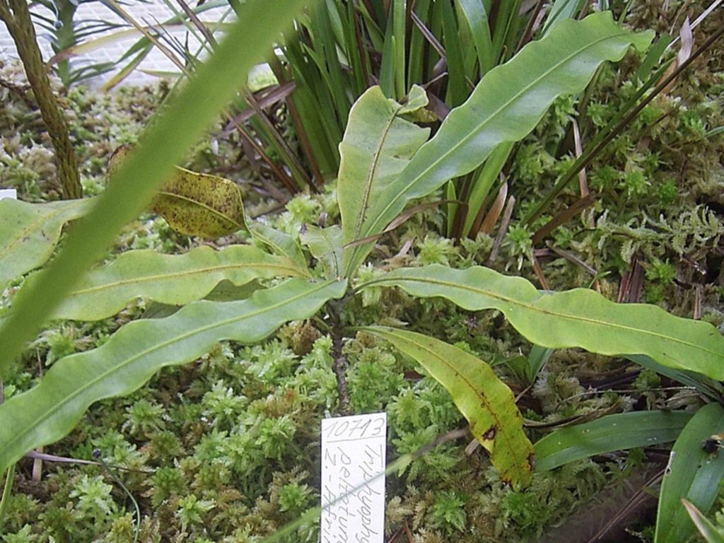 Triphyophyllum