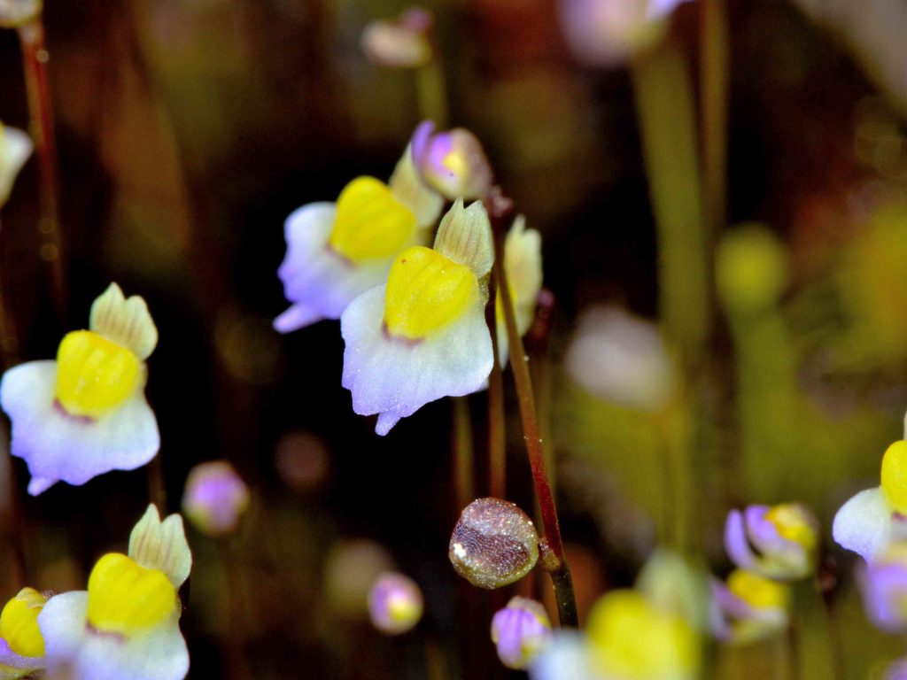 Utricularia