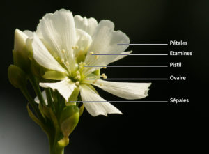 Schema d'une fleur de dionaea