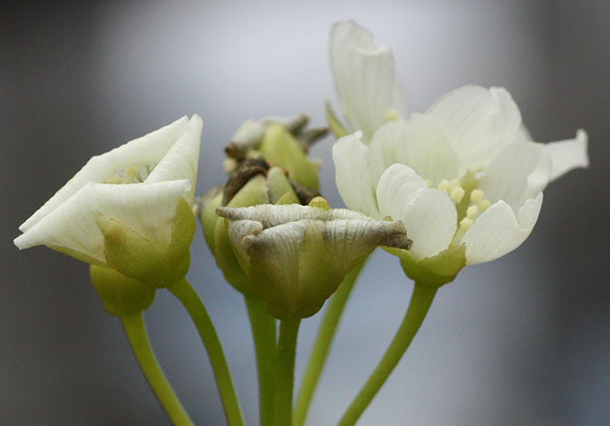 fleur pollinisée