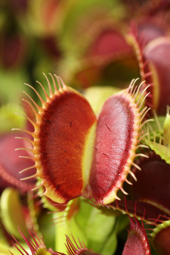 Vous voulez acheter un mélange de plantes carnivores ?