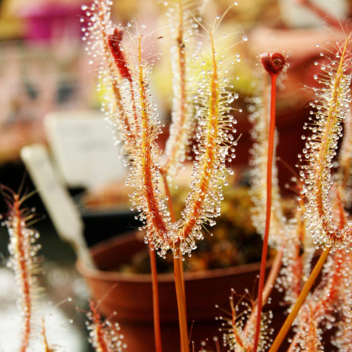 Boutique - Drosera binata feuilles cuivrées